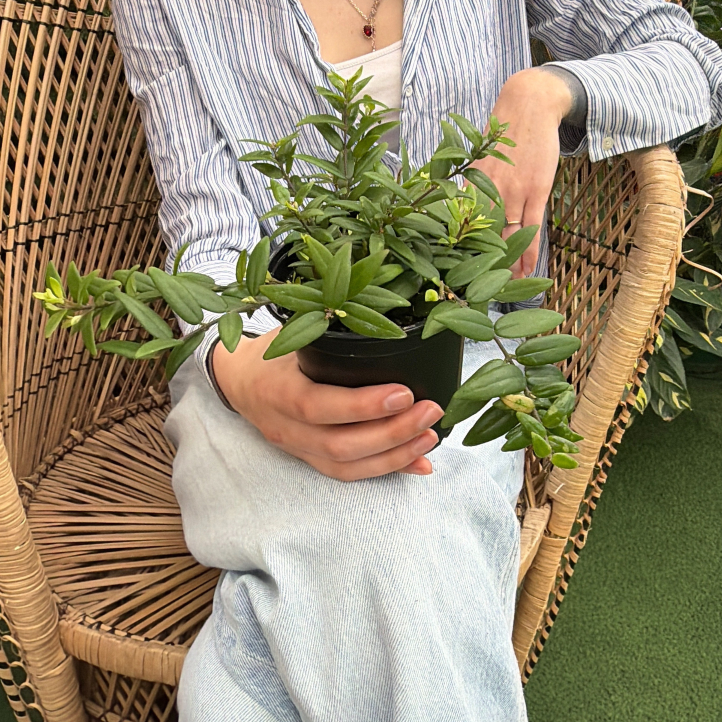 a person holding a potted lipstick plant while sitting in a wicker chair