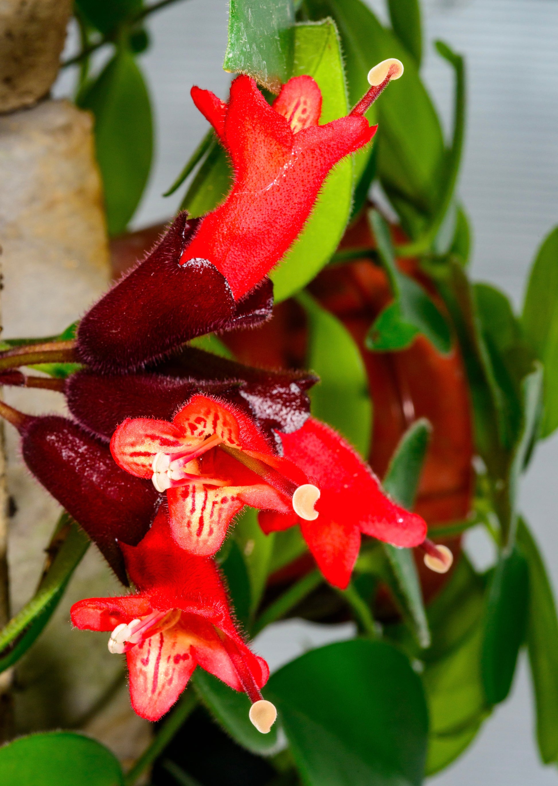 a close up of the dark red and bright red blooms from a lipstick myra houseplant 