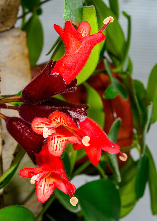 a close up of the dark red and bright red blooms from a lipstick myra houseplant 