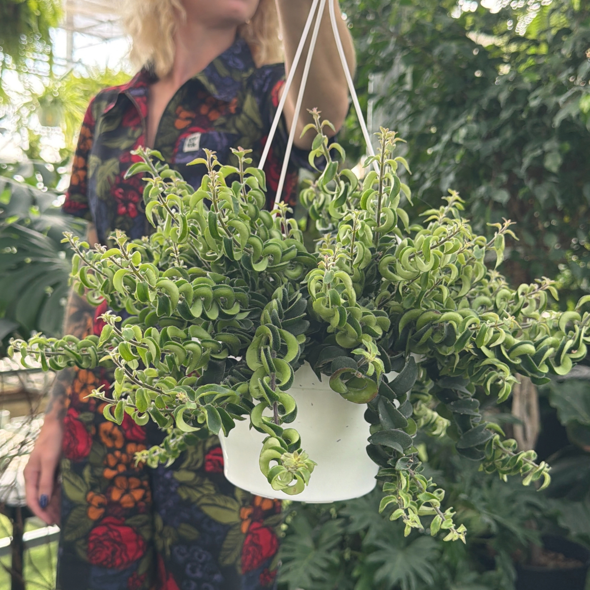 a person in a colourful floral jumpsuit holding a potted lipstick plant twister in a hanging basket in a greenhouse setting