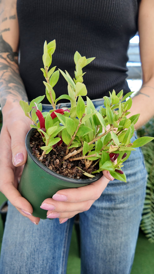 Person holding a small potted lipstick purple star plant with green leaves and red stems.