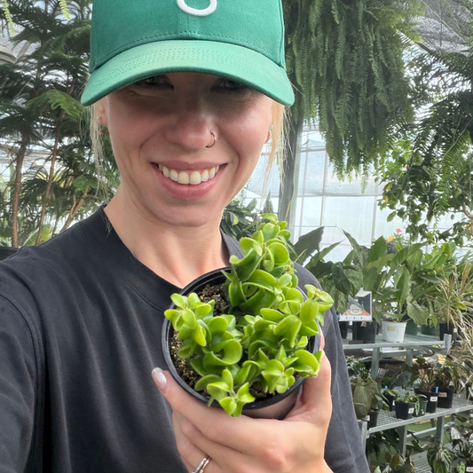 A smiling woman in a green cap and dark gray shirt holds a small potted lipstick rasta  plant inside a greenhouse with other plants in the background.