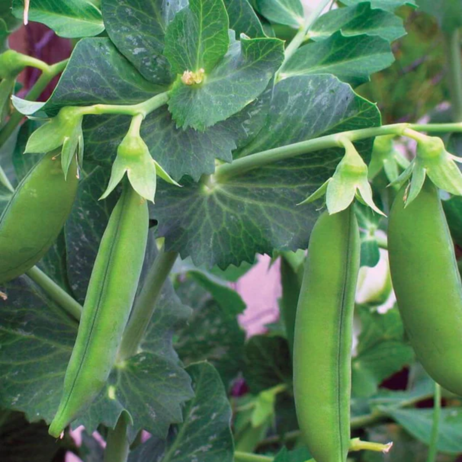 a close up of bright green little marvel peas growing throughout greenery