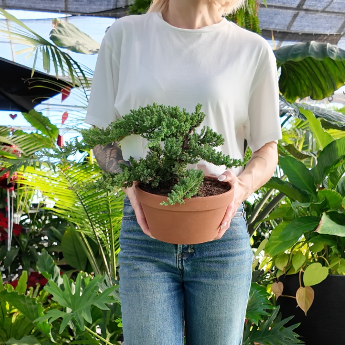 Person holding a medium potted bonsai trees in a greenhouse setting