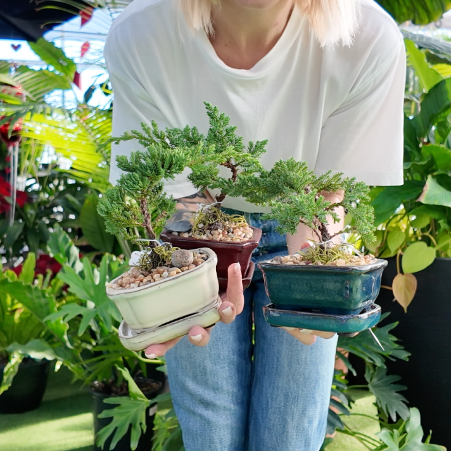Person holding three small potted bonsai trees in a greenhouse setting