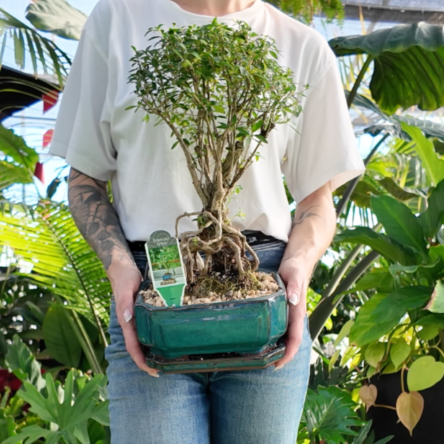 Person holding a potted bonsai tree in a greenhouse setting