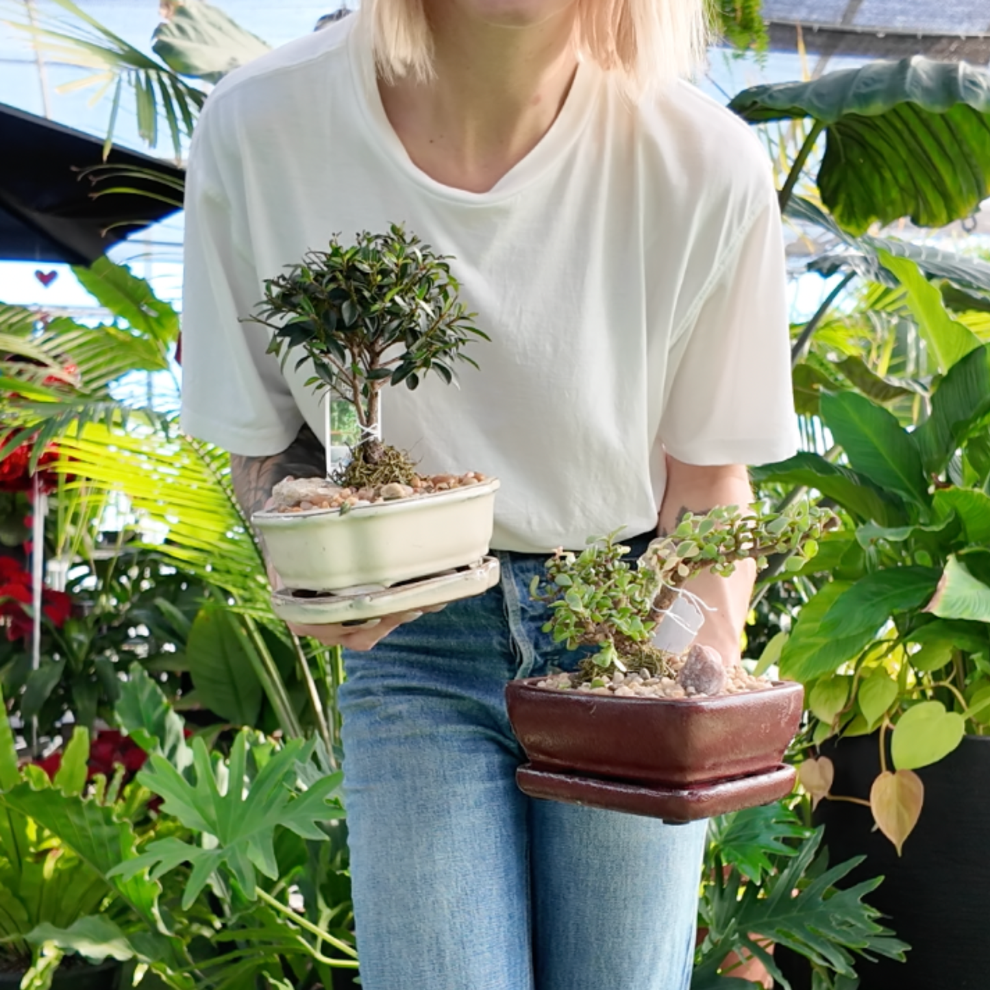 Person holding two small potted bonsai trees in a greenhouse setting