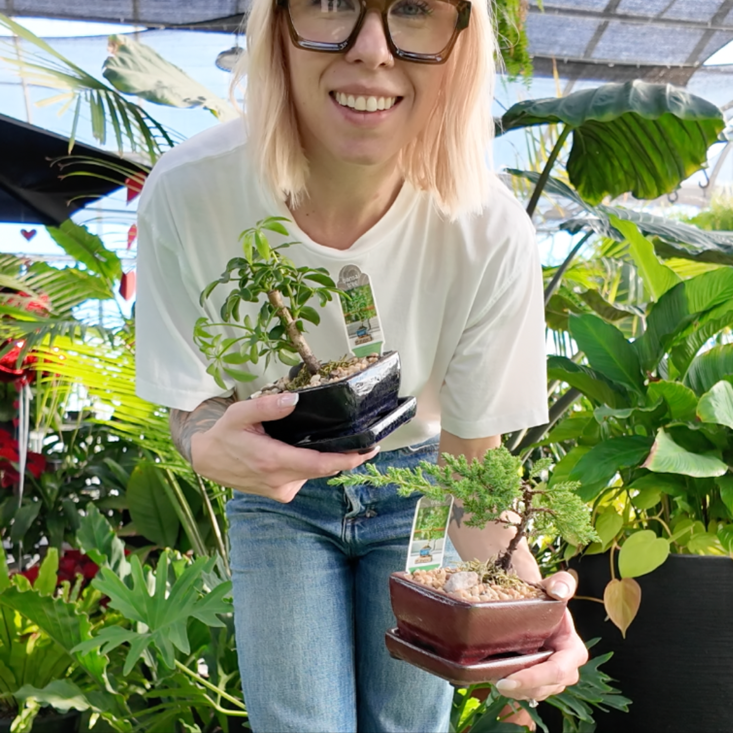 Person holding two small potted bonsai trees in a greenhouse setting