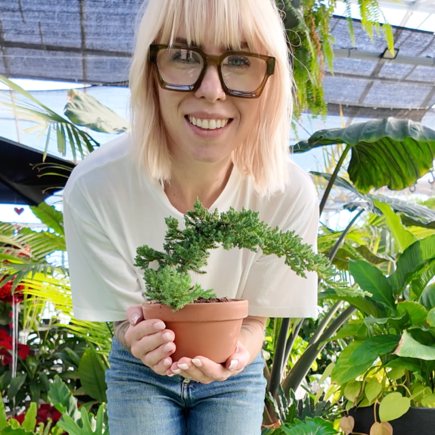 Person holding a small potted bonsai trees in a greenhouse setting