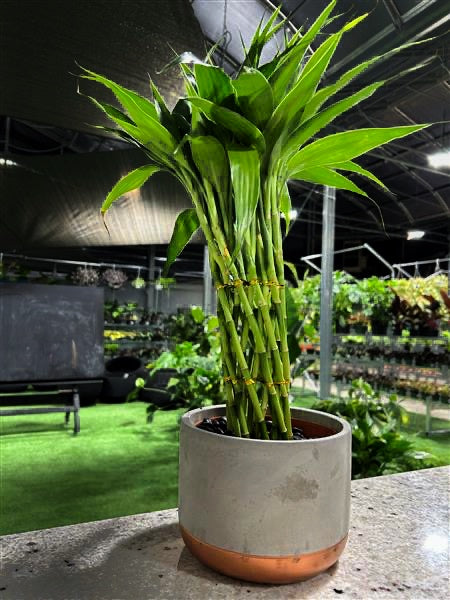 a potted lucky bamboo plant in a greenhouse setting