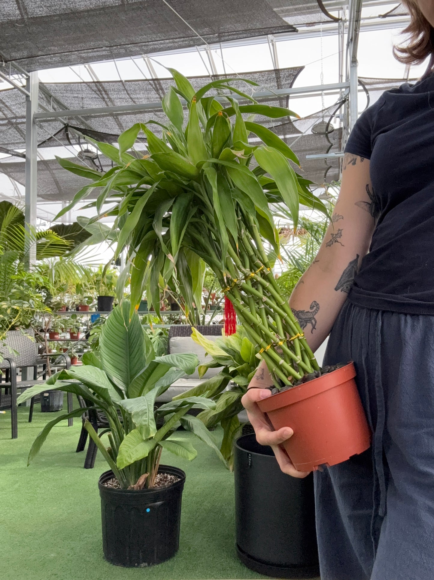Person holding a potted lucky bamboo plant in an indoor setting with greenery and architectural elements.