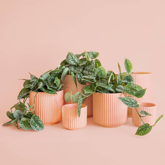 A collection of pink ceramic planters with a fluted design, containing green plants, displayed against a pink background