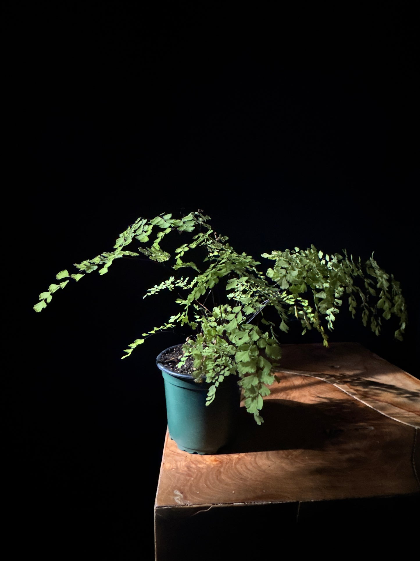 A potted Maidenhair 'Fragrans' fern with soft, green fronds placed on a wooden surface against a black background.