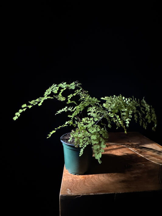 A potted Maidenhair 'Fragrans' fern with soft, green fronds placed on a wooden surface against a black background.
