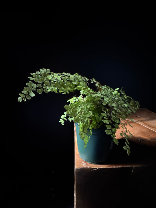 maiden hair fern resting on wooden surface with black background