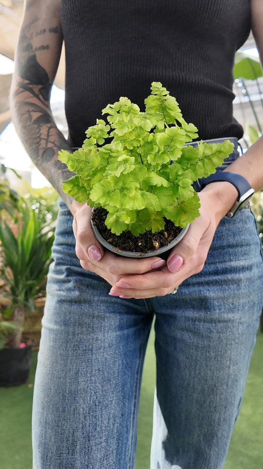 Person holding a potted green maidenhair pacific maid plant with a blurred background