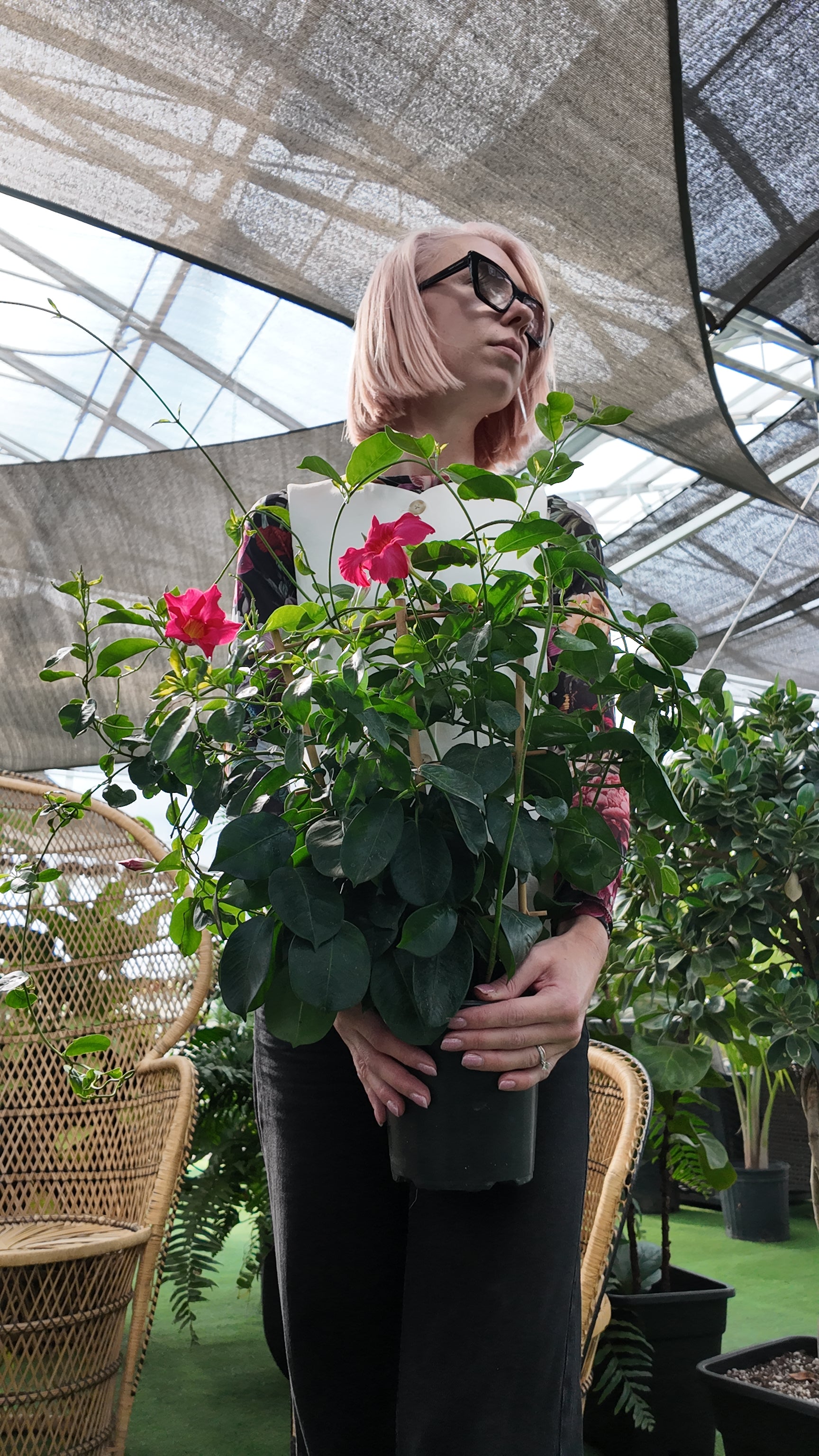 Person holding a potted mandevilla plant with flowers in a greenhouse setting