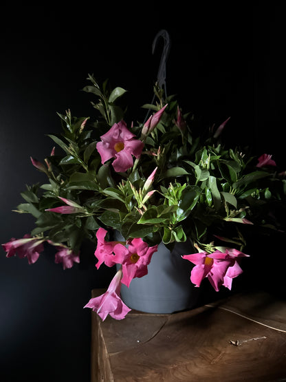 Pink mandevilla flowers with green leaves on a dark background