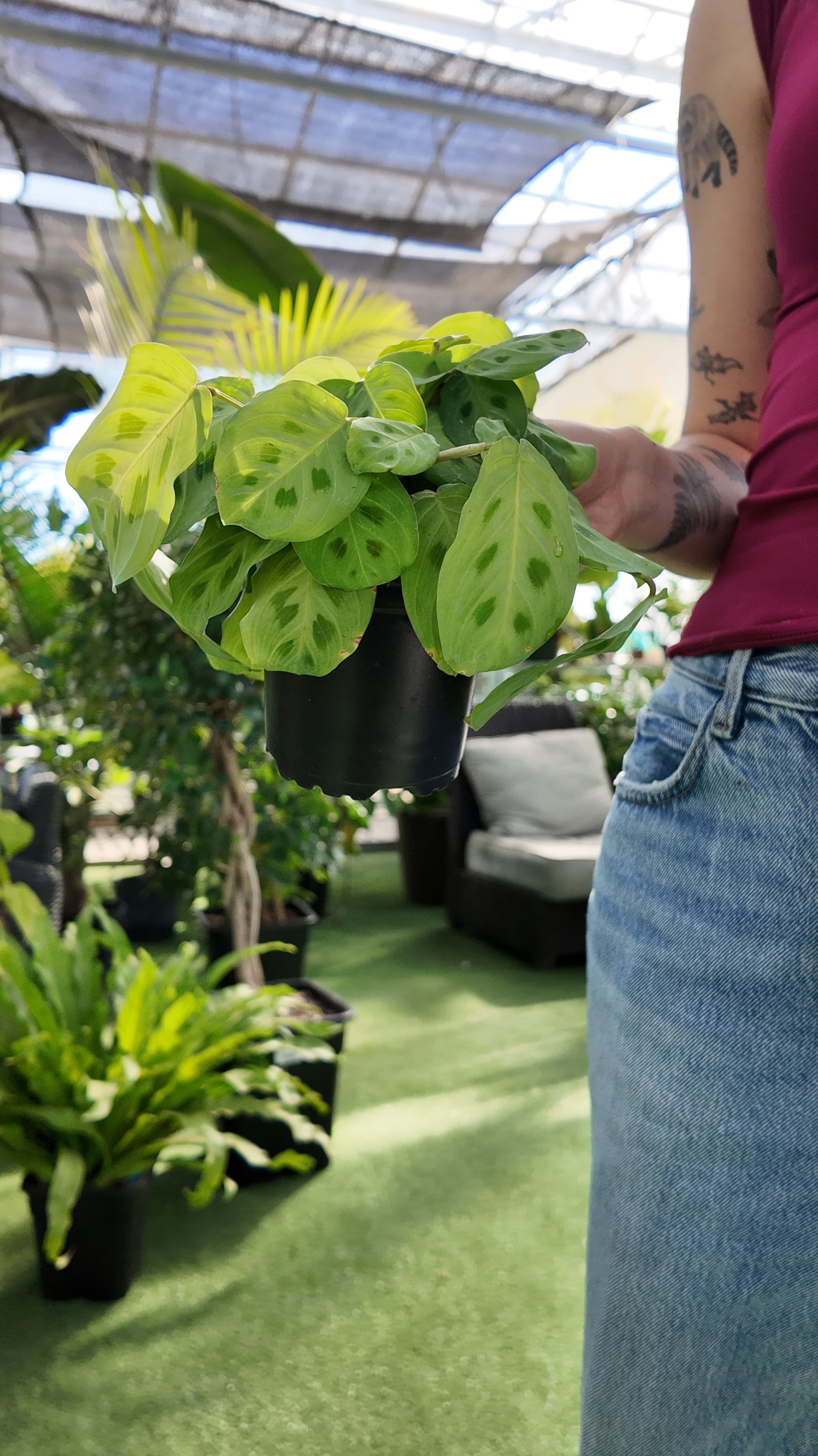Person holding a potted maranta green prayer plant in a greenhouse setting