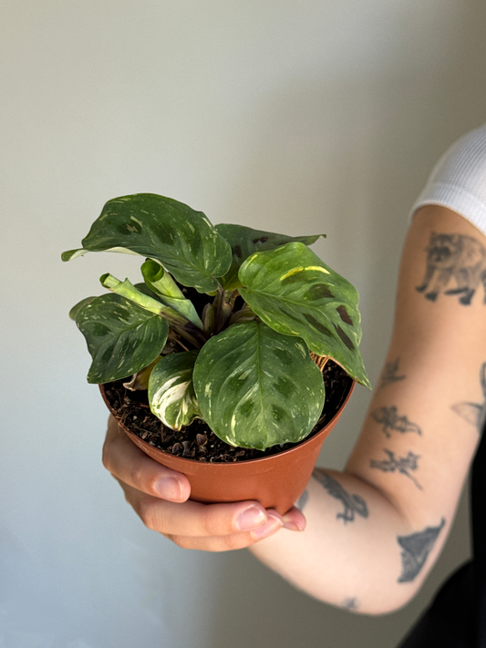 Person holding a small potted Maranta leuconeura plant in a nursery pot with a plain background