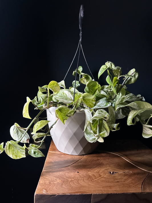 A hanging basket of Pothos - Marble Queen with heart-shaped, marbled leaves, placed on a wooden surface against a dark background.