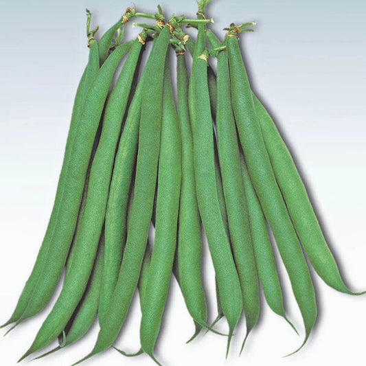 Green beans on a light blue background