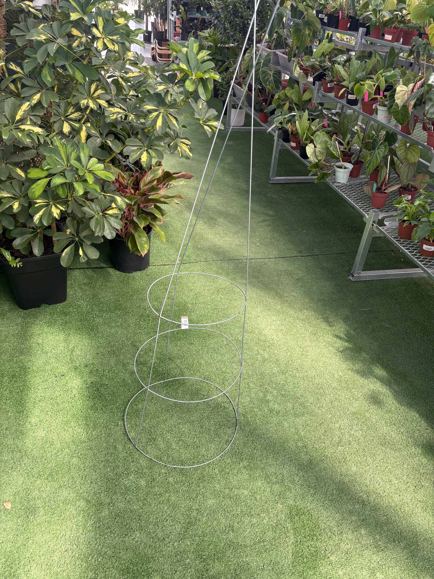 metal tomato cage resting on a grass like surface