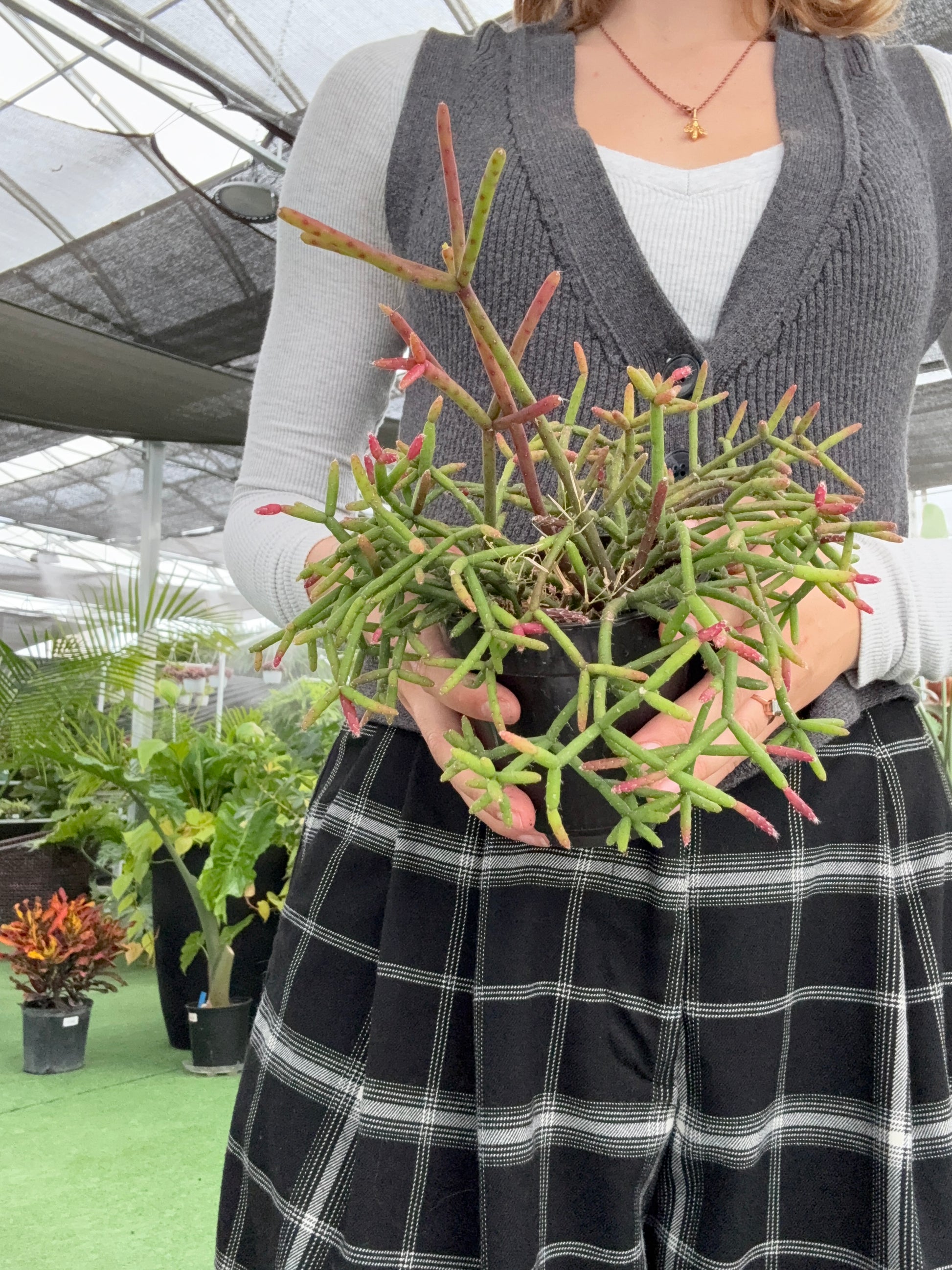 Person holding mistletoe cactus with a blurred background
