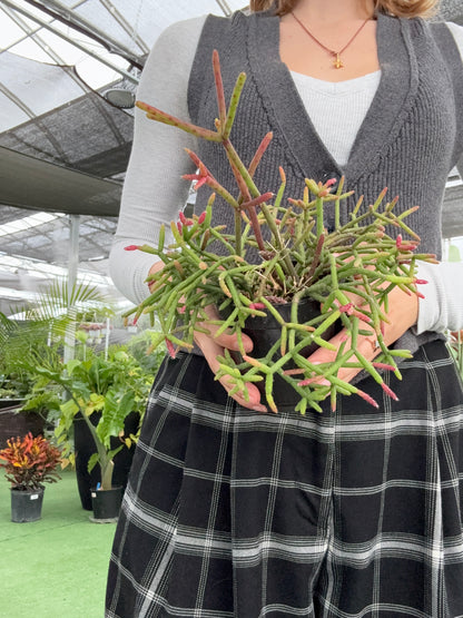 Person holding mistletoe cactus with a blurred background
