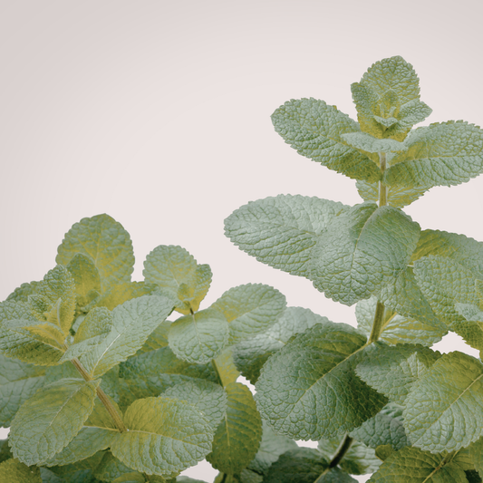 many stems of growing mojito mint against a white background