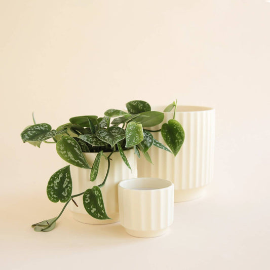 A collection of white ceramic planters of varying sizes with a smooth satin finish, displayed with greenery in the largest planter.