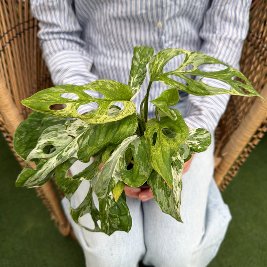 a person holding a potted variegated monstera adansonii plant in a greenhouse setting