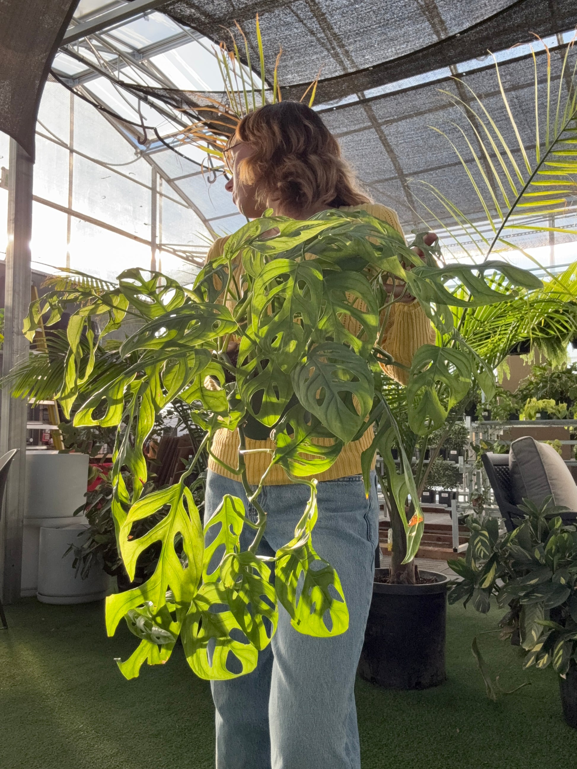Person holding a large green monstera epipremnoides plant in an indoor greenhouse setting