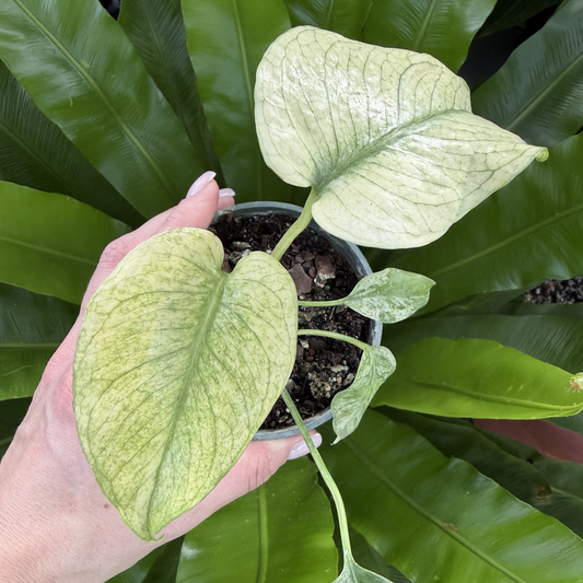 a hand holding a potted monstera white monster plant in front of other plants