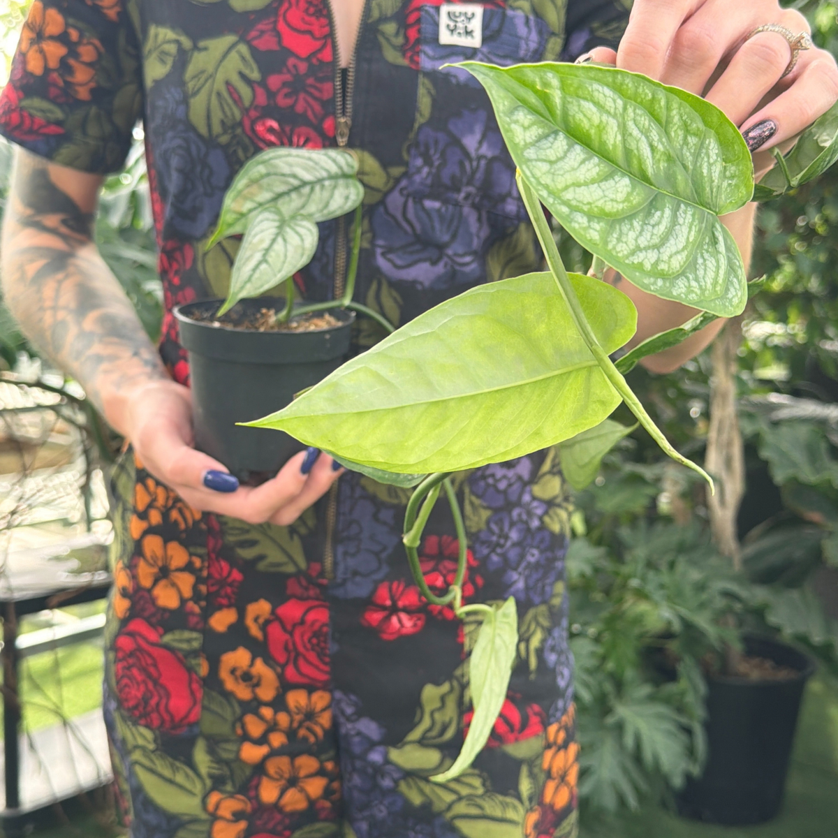 a person in a colourful floral jumpsuit holding a potted vining monstera slitepecana plant in a greenhouse setting