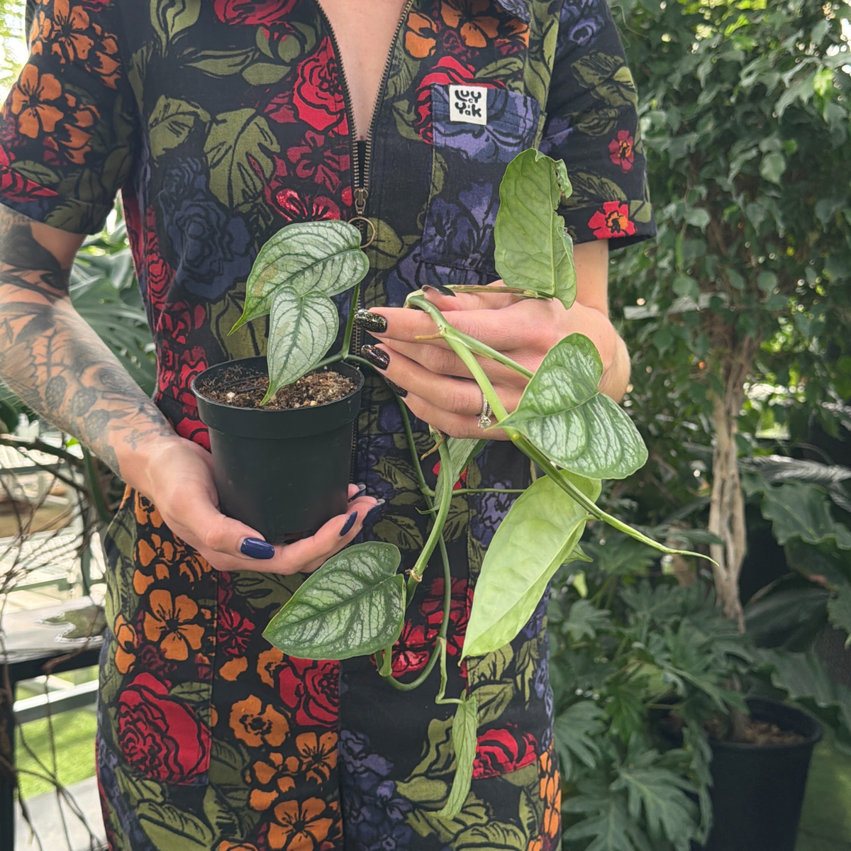 a person wearing a colourful floral jumpsuit holding a potted vining monstera siltepecana plant in a greenhouse setting