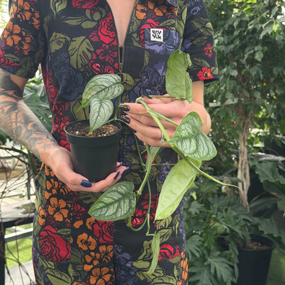 a person wearing a colourful floral jumpsuit holding a potted vining monstera siltepecana plant in a greenhouse setting