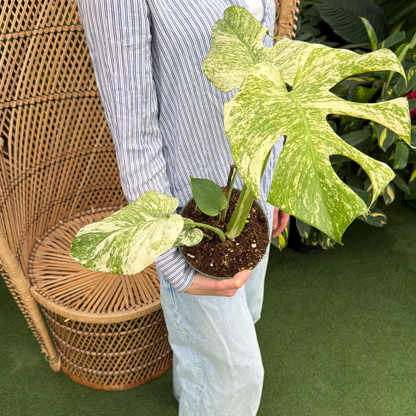 a person holding a potted monstera mint plant in a greenhouse setting