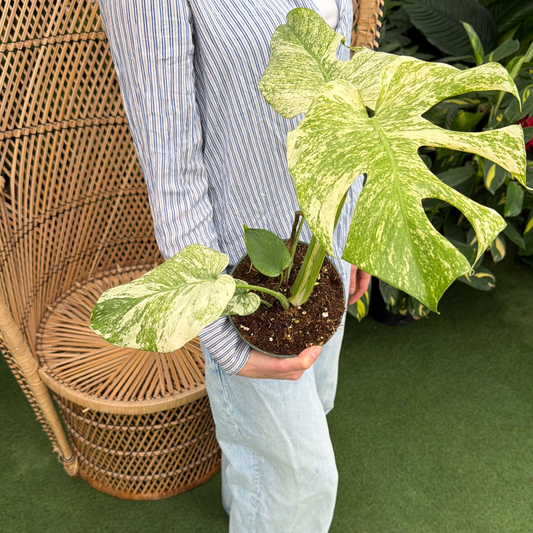 a person holding a potted monstera mint plant in a greenhouse setting