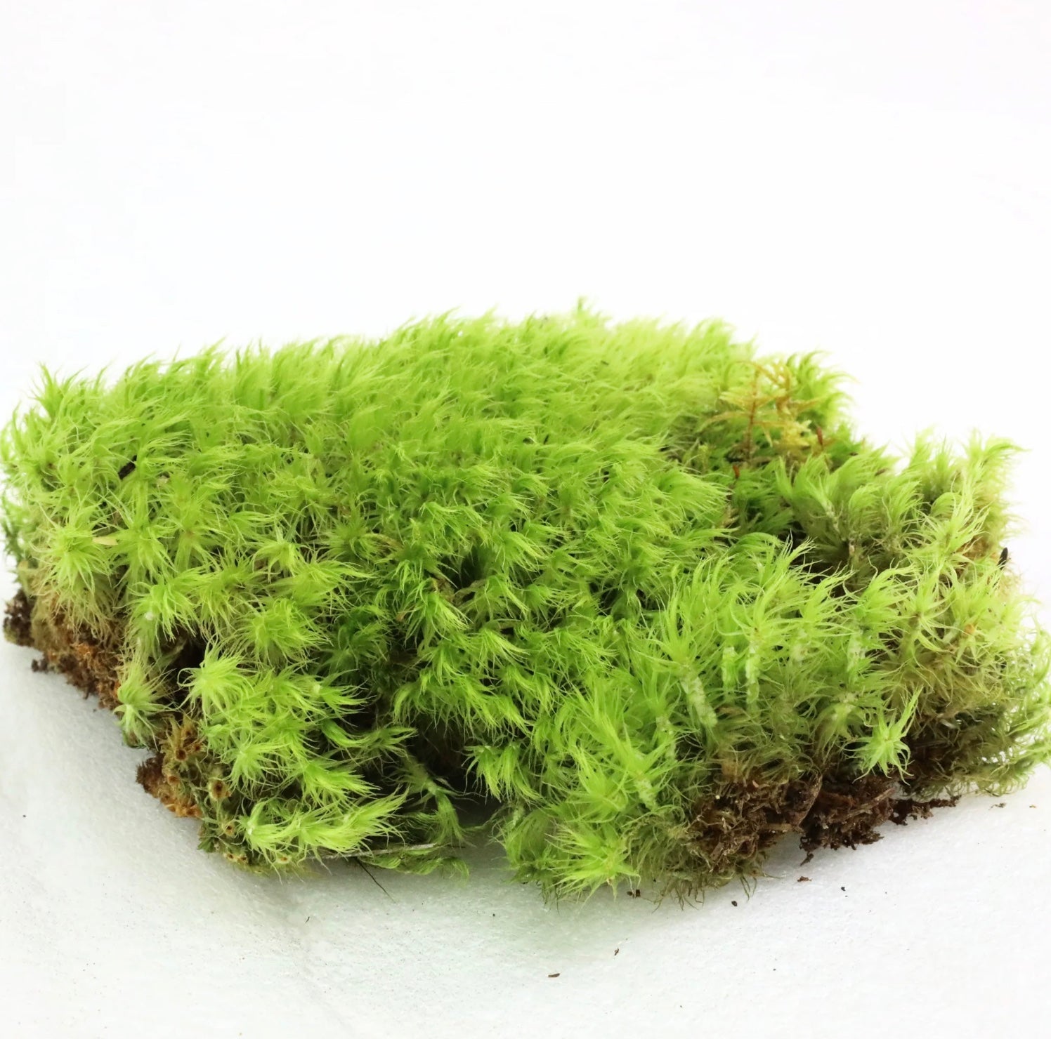 Green moss patch on a white background