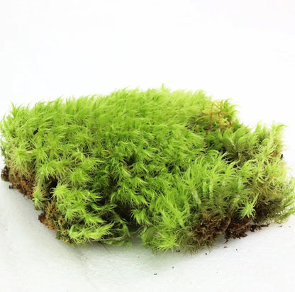 Green moss patch on a white background
