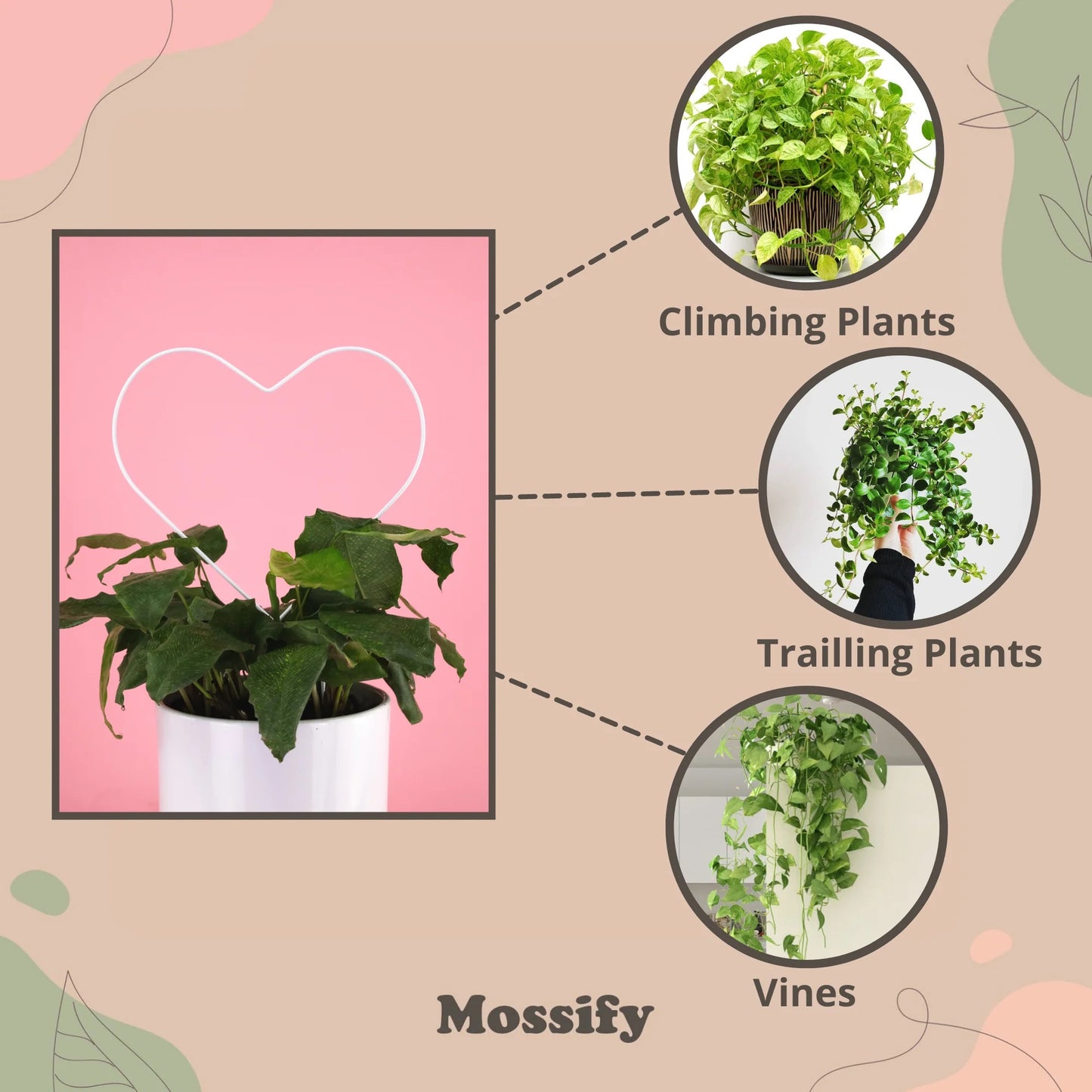 heart shaped trellis with diagrams displaying plant examples that could climb on trellis