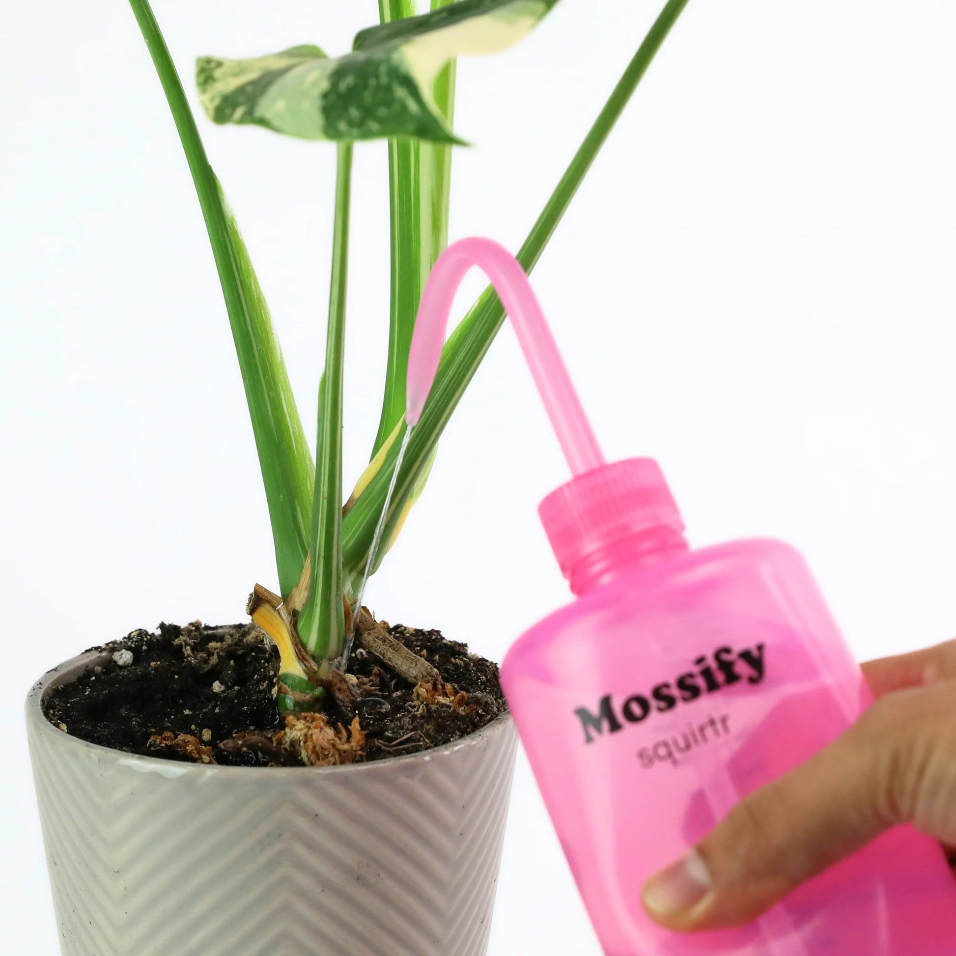 Pink 'Mossify' bottle being used on a potted plant