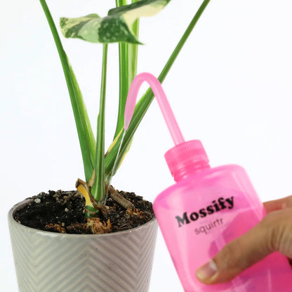 Pink 'Mossify' bottle being used on a potted plant