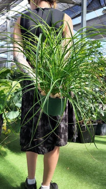 a person holding a potted ponytail palm behind their back in a greenhouse setting with a blurred background