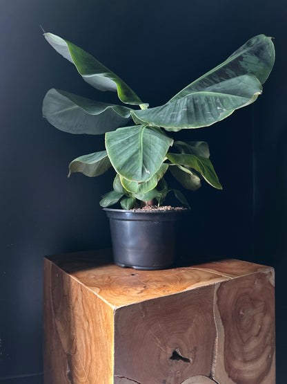 A potted Musa 'Tropicana' plant with large green leaves placed on a wooden stool against a dark background.