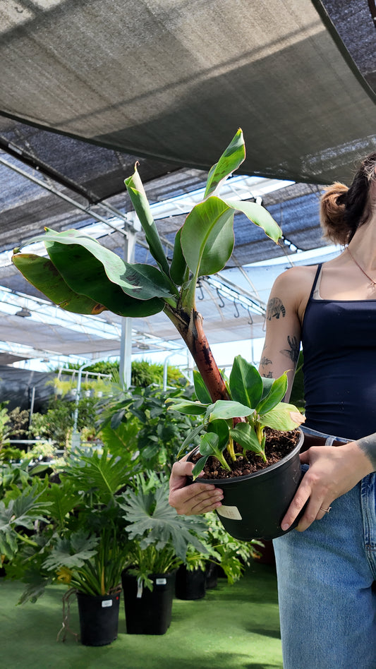 Person holding a potted must plant in a greenhouse setting