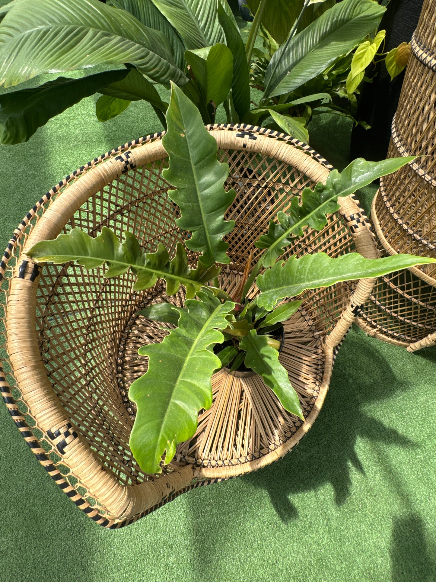 a philodendron narrow tiger tooth plant resting on a wicker chair in a greenhouse setting
