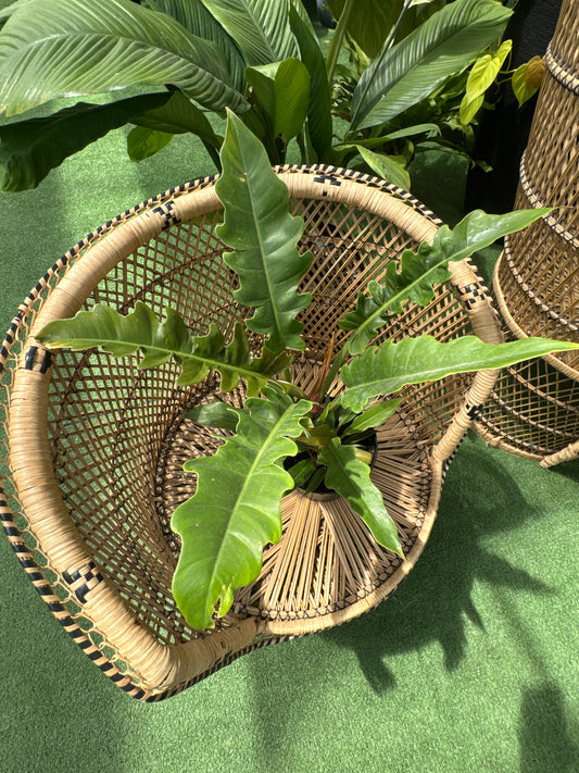 a philodendron narrow tiger tooth plant resting on a wicker chair in a greenhouse setting