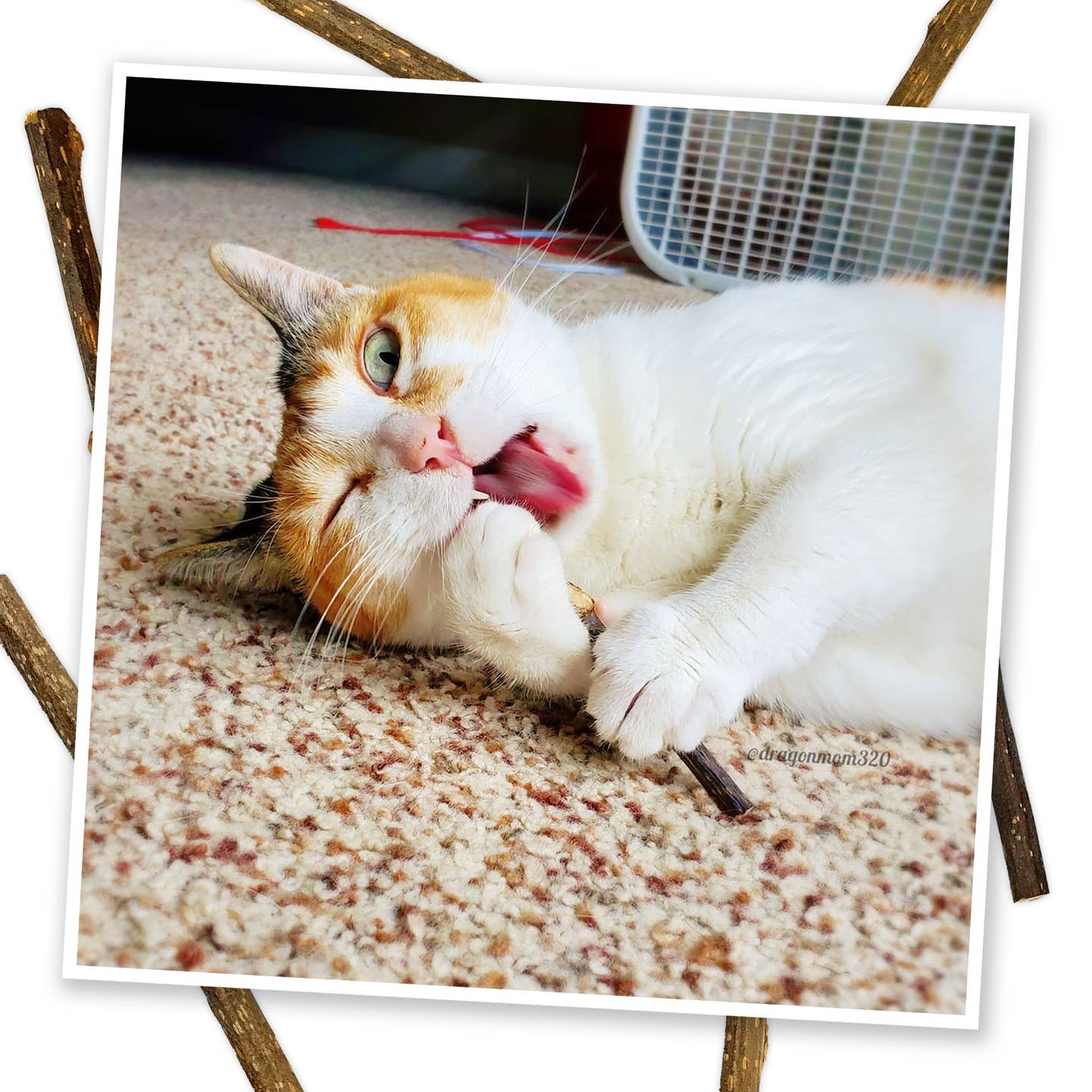 an orange and white cate chewing n a silver vine cat chew stick